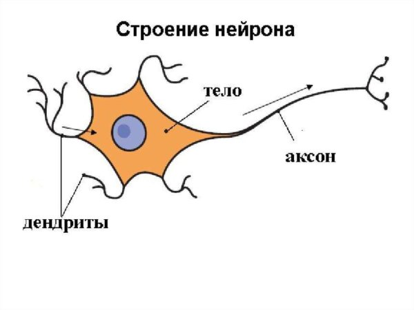 Строение нервной клетки нейрона
