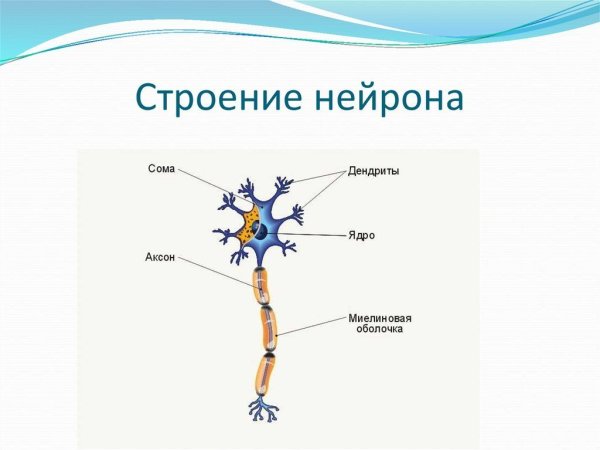 Строение нейрона рисунок