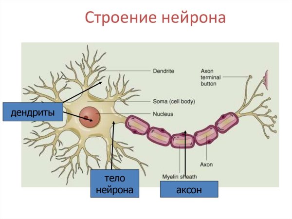Нейрон строение нейрона