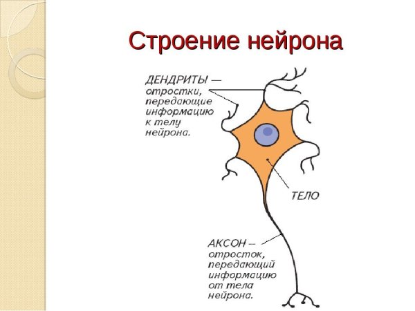 Строение нейрона рисунок с подписями