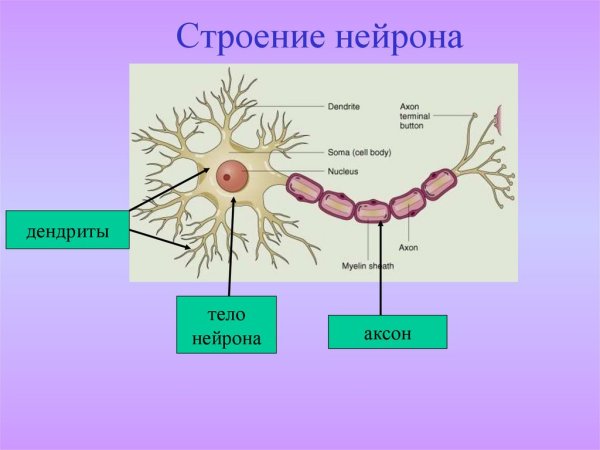 Строение нейрона тело Аксон дендрит