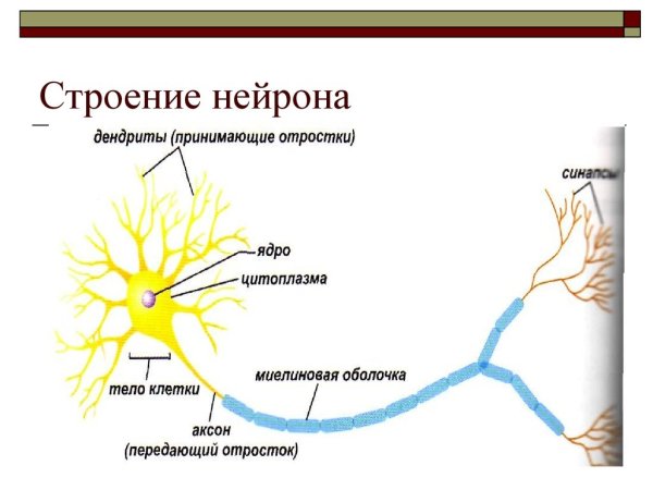 Нейроны и нервная система человека схема