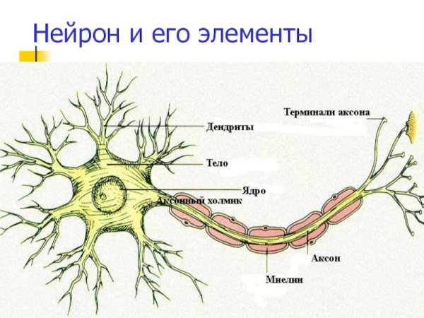 Строение нейрона биология