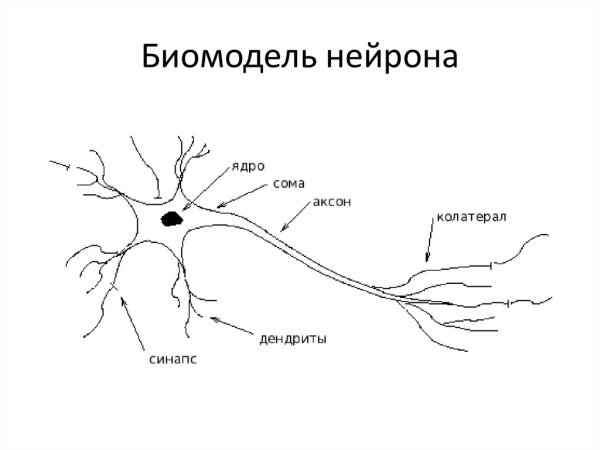 Строение нейрона в виде схемы