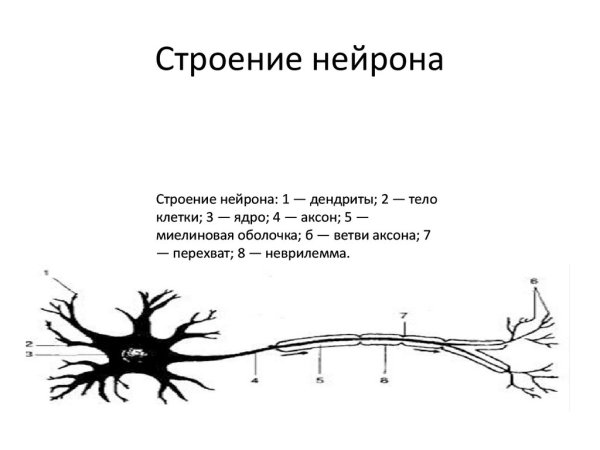 Схема строения двигательного нейрона