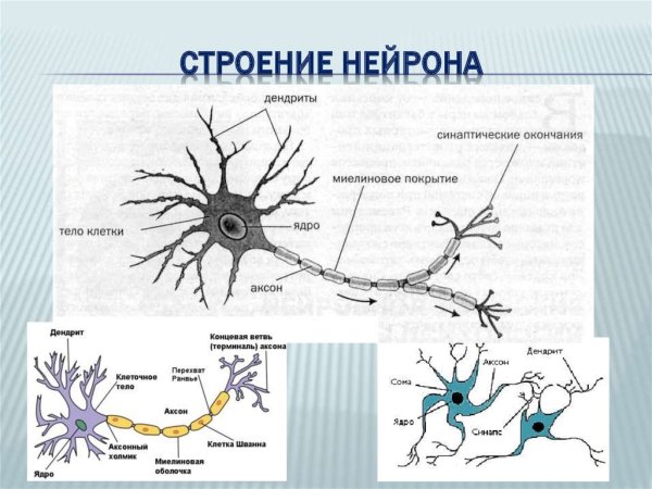 Строение нейрона. Отростки. Дендрит