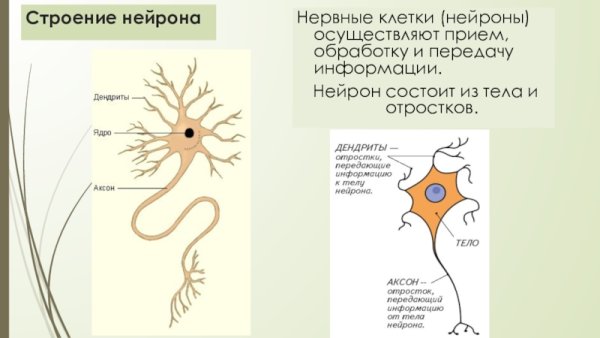 Строение клетки нервной ткани