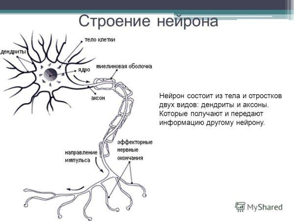 Строение нейрона тело Аксон дендрит