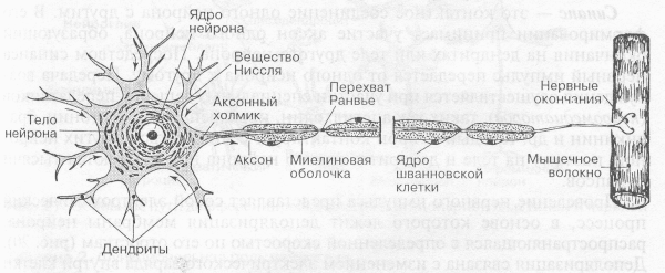 Схема строения нервной клетки нейрона