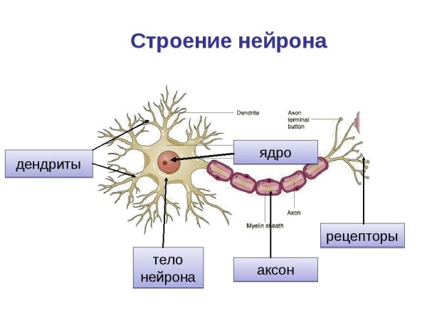 Строение нервной клетки строение нейрона