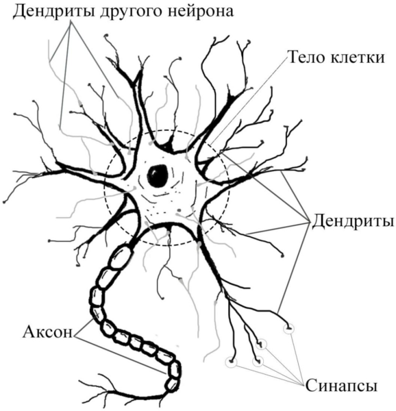 Строение нейрона дендриты