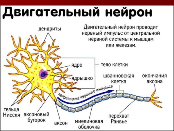 Нейрон Аксон миелиновая оболочка