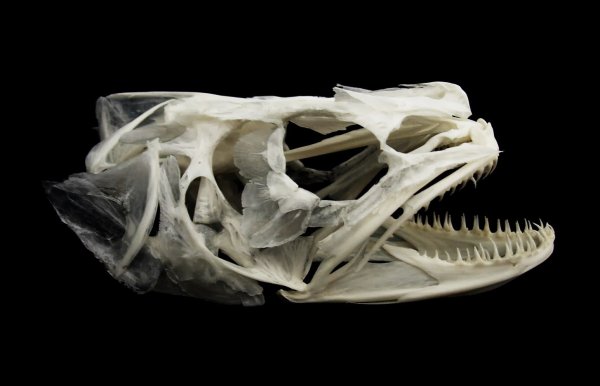 Рыбий череп