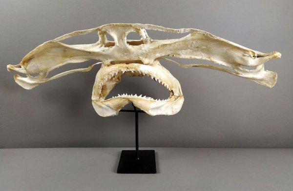 Hammerhead Shark Skull