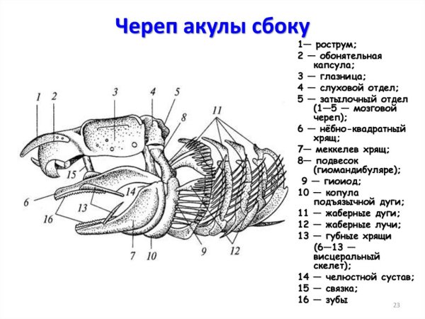 Череп акулы строение