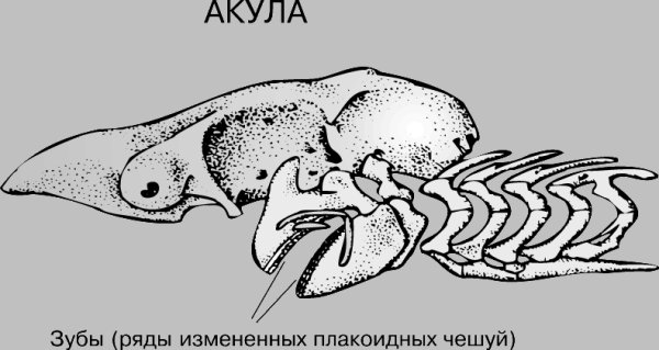 Череп катрана вид сбоку