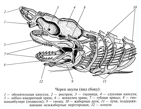 Висцеральный скелет акулы