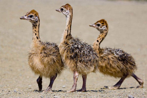 Африканский страус с птенцами