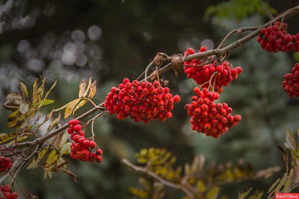 Рябиновая веточка