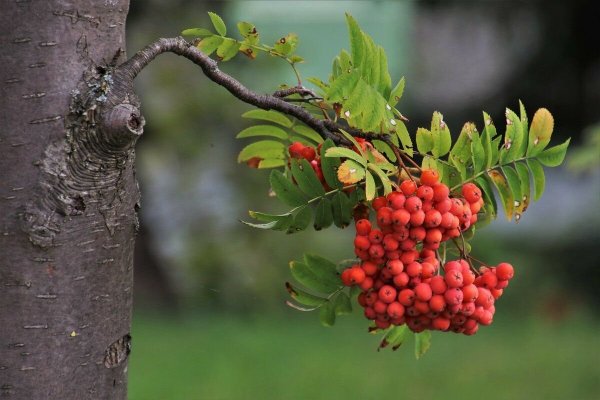 Рябина обыкновенная – Sorbus aucuparia кора