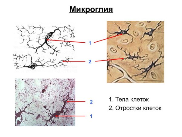 Микроглия гистология препарат