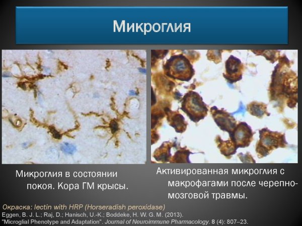 Амебоидная микроглия функции