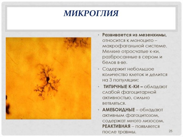 Микроглия в нервной ткани