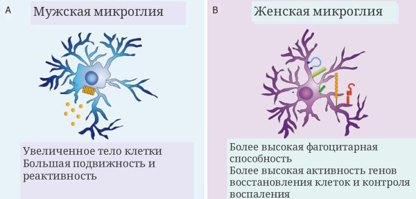 Микроглия патологии