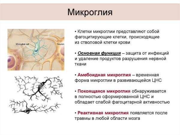 Фагоцитарная клетка нервной ткани