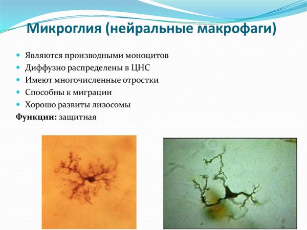 Микроглия строение