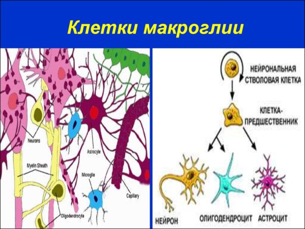 Нейроглия макроглия