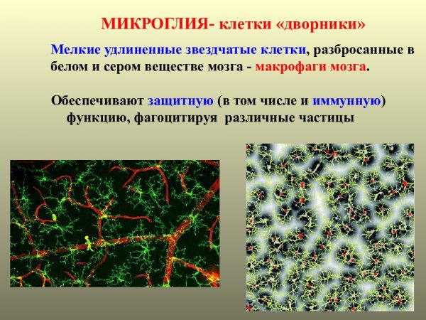 Клетки микроглии строение