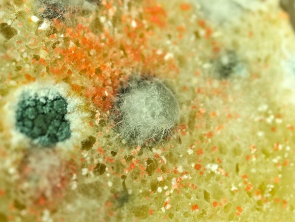 Цвет плесени