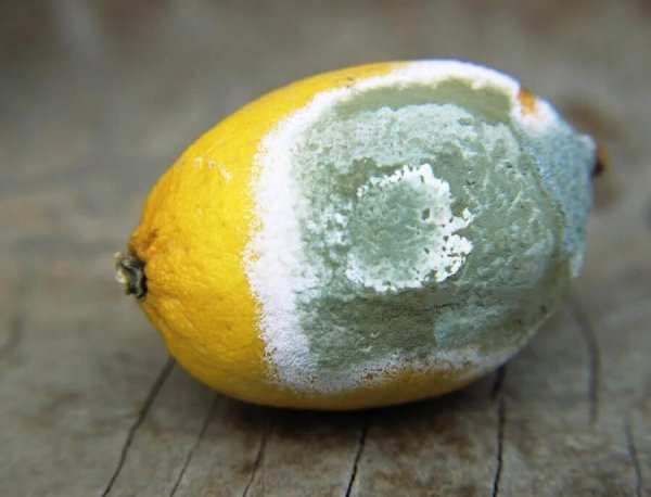 Зеленой плесени Penicillium