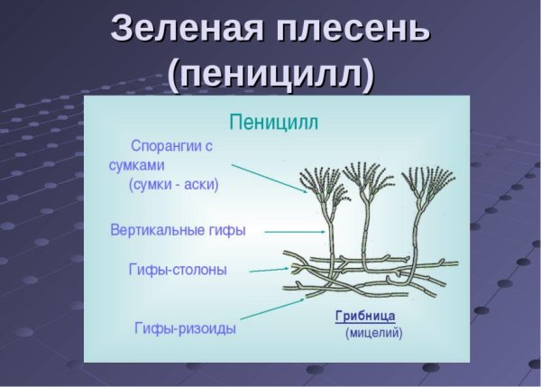 Строение плесневого гриба пенициллина