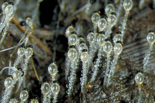 Pilobolus crystallinus