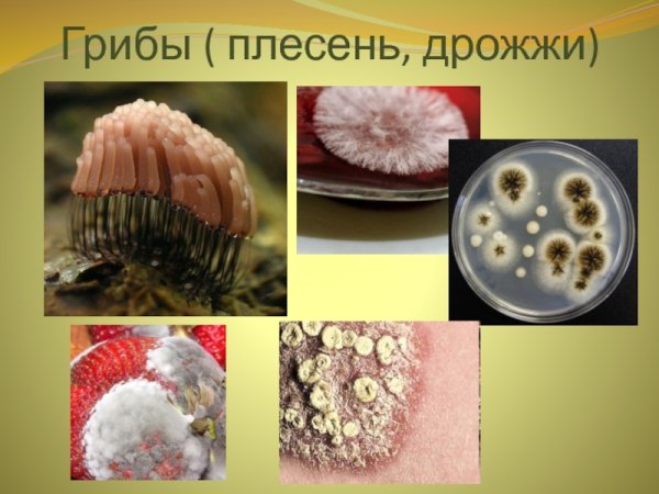 Плесневые грибы 6 класс биология