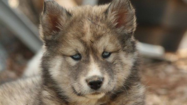 Порода собаки Вульф Хант