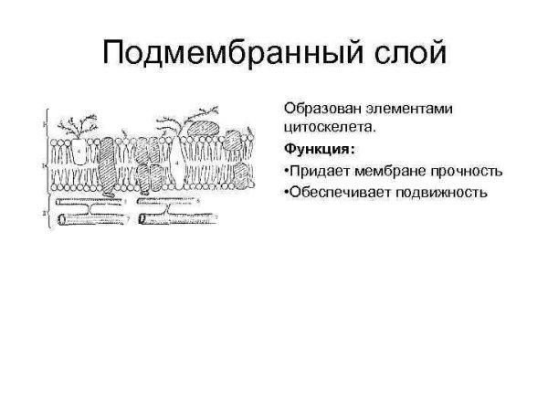 Строение плазмалеммы растительной клетки