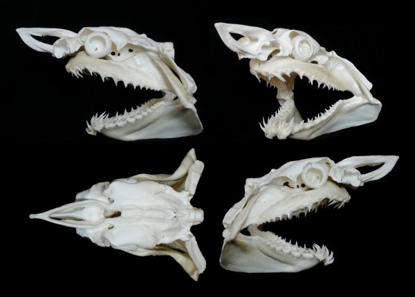 Скелет акулы картинки (50 фото)