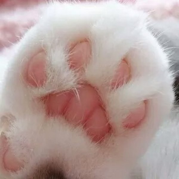 Кошачьи подушечки