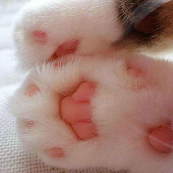 Лапки котят