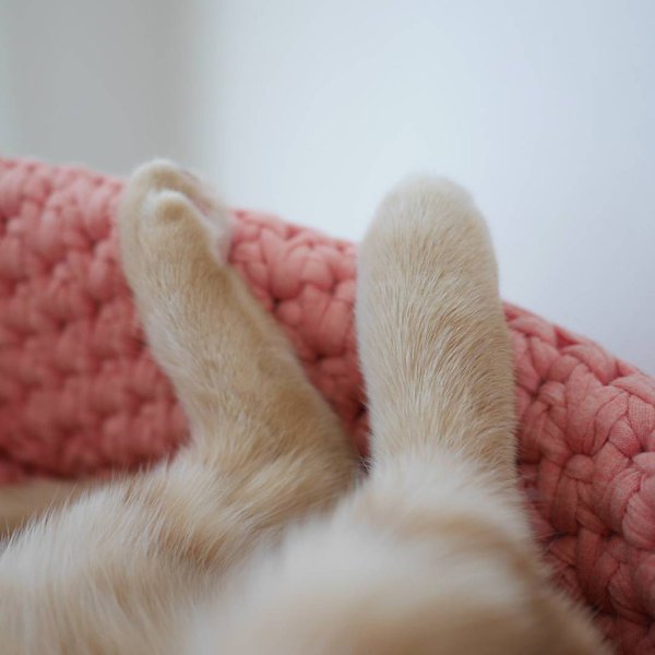 Кошачья лапка
