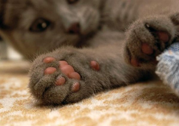 Кошачьи подушечки