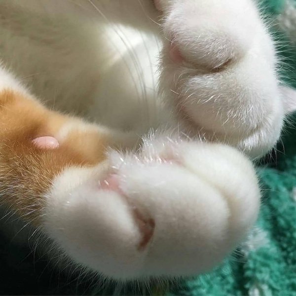 Кошачьи лапки подушечки