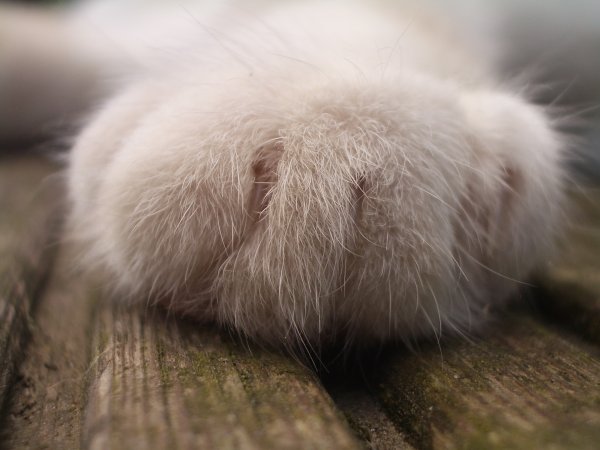 Кошачья лапка