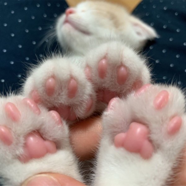 Лапки котят