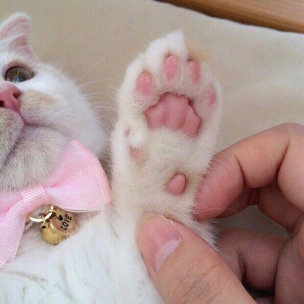 Кошачья лапка