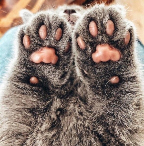 Лапки кошки