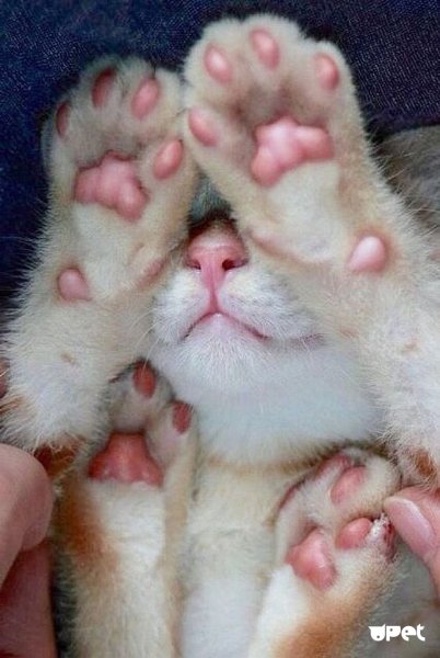 Лапа кота подушечки